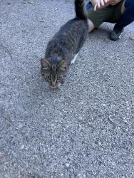 Found/Stray Female Cat last seen Washington Ave & Ashbourne Rd, Elkins Park, PA 19027