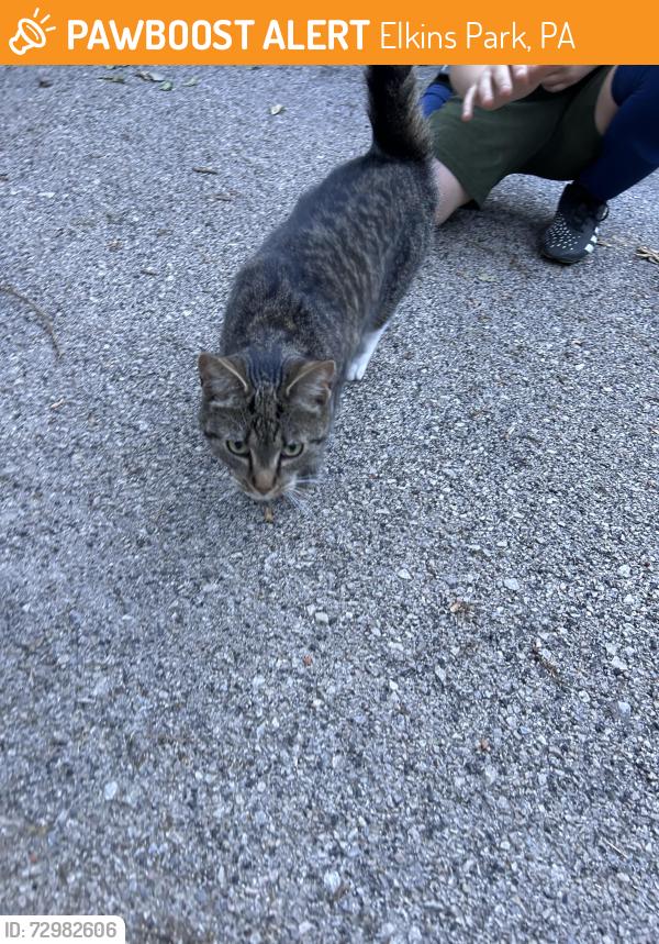 Found/Stray Female Cat last seen Washington Ave & Ashbourne Rd, Elkins Park, PA 19027