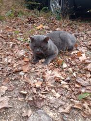 Lost Male Cat last seen Peabody pond road , Sebago, ME 04029