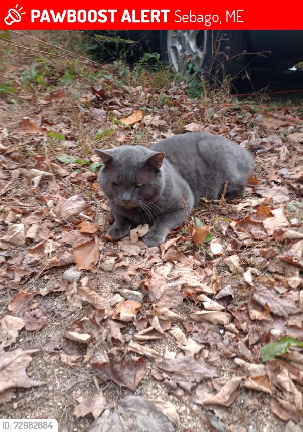 Lost Male Cat last seen Peabody pond road , Sebago, ME 04029
