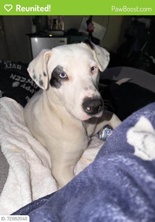 Reunited Male Dog last seen Hahn St & Visitacion Ave, San Francisco, CA 94134, USA, San Francisco, CA 94134