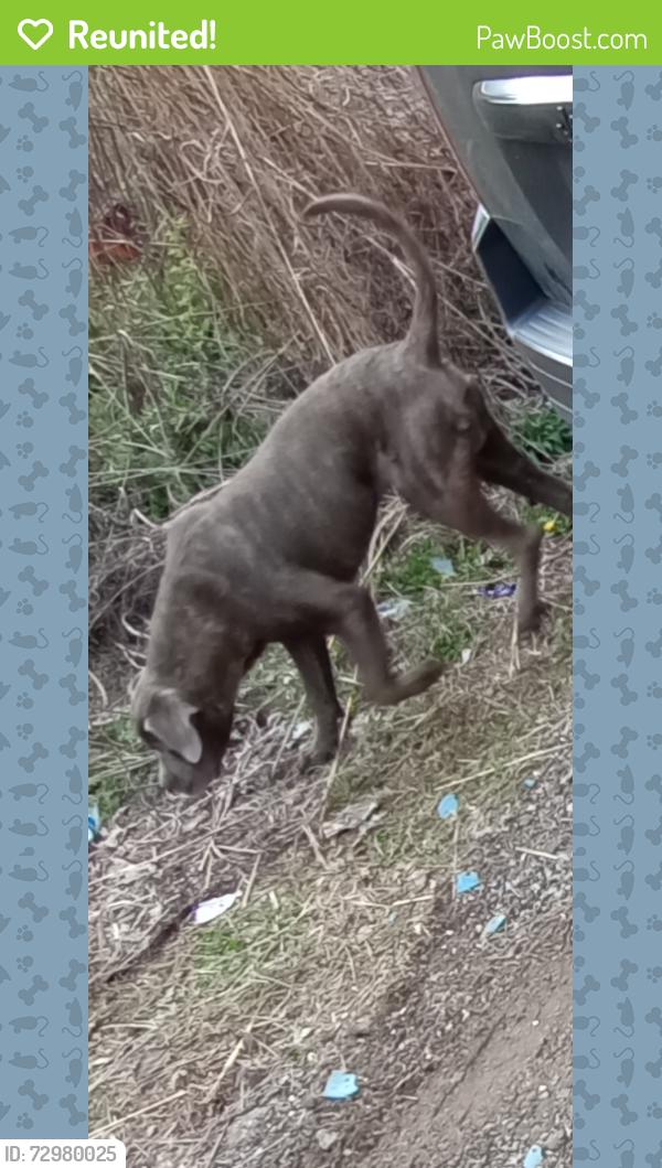 Reunited Male Dog last seen Near River Road Cincinnati OH 45204, Cincinnati, OH 45204