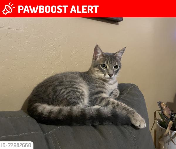 Lost Male Cat last seen Butte Creek Island Road and Honey Run Road , Butte Creek Canyon, CA 95928