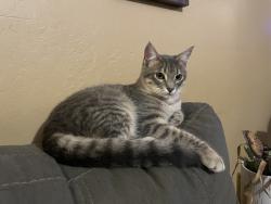 Lost Male Cat last seen Butte Creek Island Road and Honey Run Road , Butte Creek Canyon, CA 95928