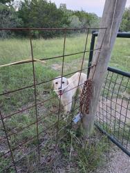 Found/Stray Male Dog last seen Murphy's Motocross, Red Rock, TX 78662