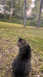 Lost Male Cat last seen Diamondview rd by the new Diamondview ests on Albert Boyd , Ottawa, ON K0A 1L0