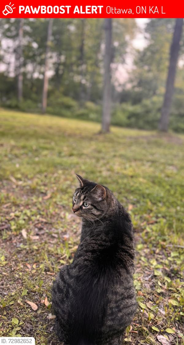 Lost Male Cat last seen Diamondview rd by the new Diamondview ests on Albert Boyd , Ottawa, ON K0A 1L0