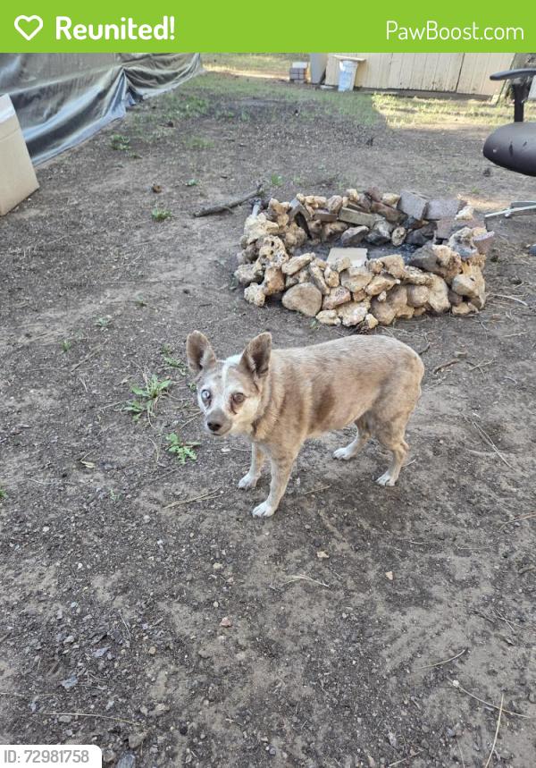 Reunited Female Dog last seen Awatobi Ovl, Flagstaff, AZ 86001