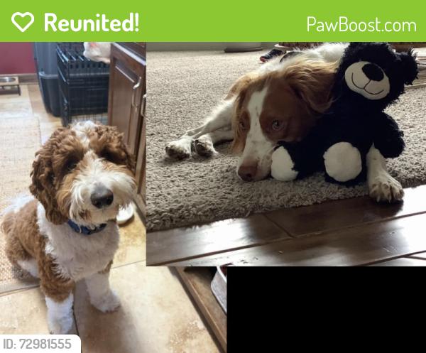 Reunited Male Dog last seen Last seen on 98th and Pioneers heading West, Lincoln, NE 68520