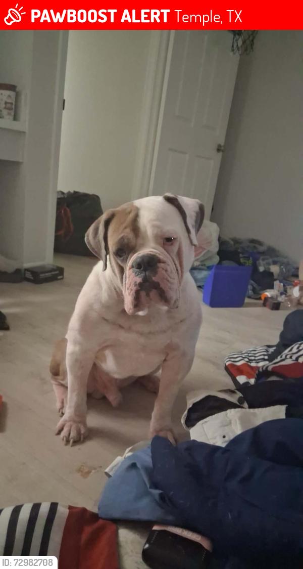 Lost Male Dog last seen Marlandwood Rd and Twin Liquours, Temple, TX 76502