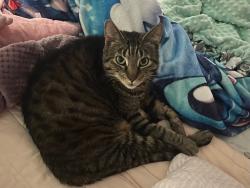 Lost Male Cat last seen Charrington Dr & Ginger Lane, Frankfort, IL 60423