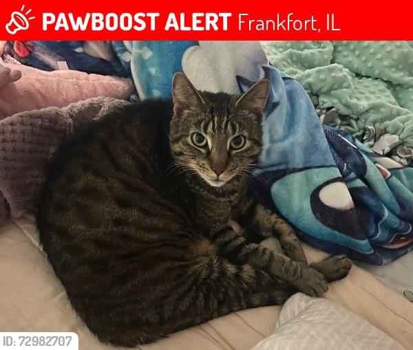 Lost Male Cat last seen Charrington Dr & Ginger Lane, Frankfort, IL 60423