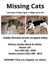 Lost Male Cat last seen Peppertree Lane, Fallbrook, CA 92028