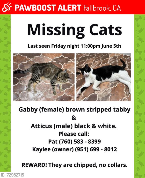 Lost Male Cat last seen Peppertree Lane, Fallbrook, CA 92028