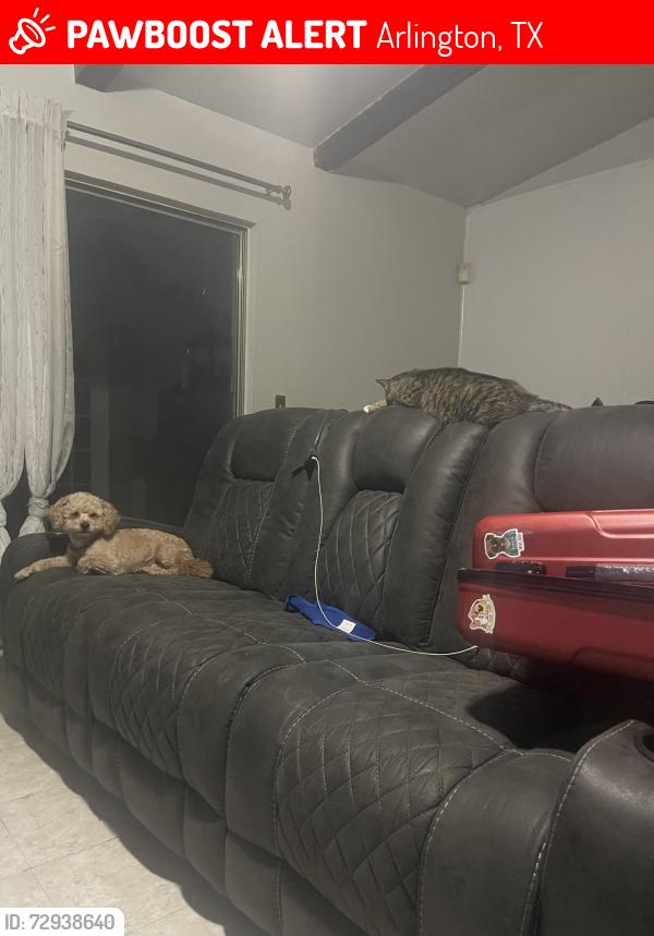 Lost Male Dog last seen Chalice and overbrook, Arlington, TX 76014