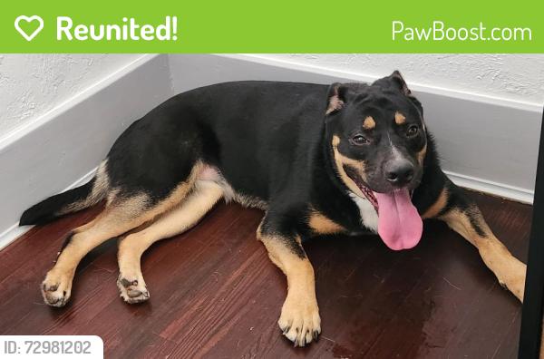 Reunited Female Dog last seen Near NW 39th Street, Oklahoma City, OK 73118