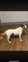 Reunited Male Dog last seen Knox Court and 10th Street near Villa Park Mini-Mart, Denver, CO 80204