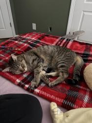 Lost Female Cat last seen Ramsey st, Jacksonville, NC 28540