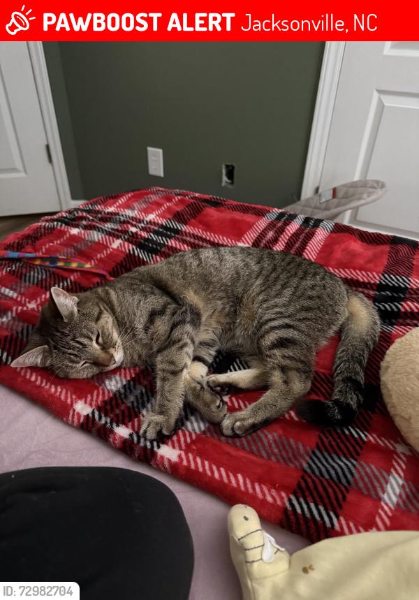 Lost Female Cat last seen Ramsey st, Jacksonville, NC 28540