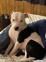 Lost Male Dog last seen Ponderosa and washington, Albuquerque, NM 87110
