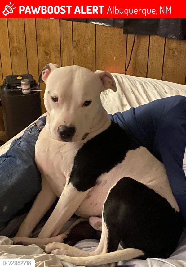 Lost Male Dog last seen Ponderosa and washington, Albuquerque, NM 87110