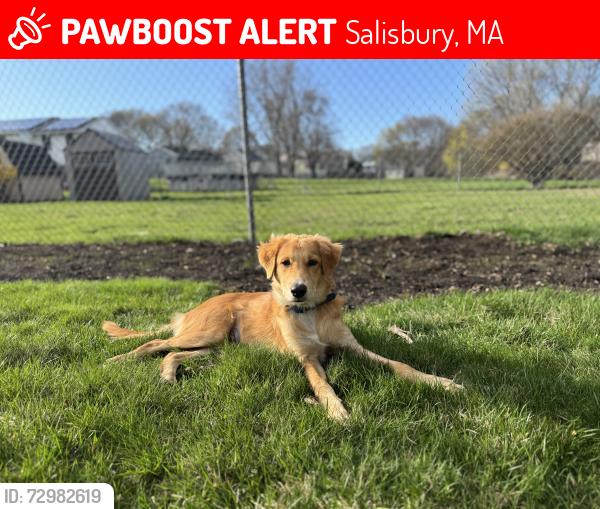 Lost Male Dog last seen ran away on side of highway through median , Salisbury, MA 01952
