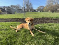 Lost Male Dog last seen ran away on side of highway through median , Salisbury, MA 01952