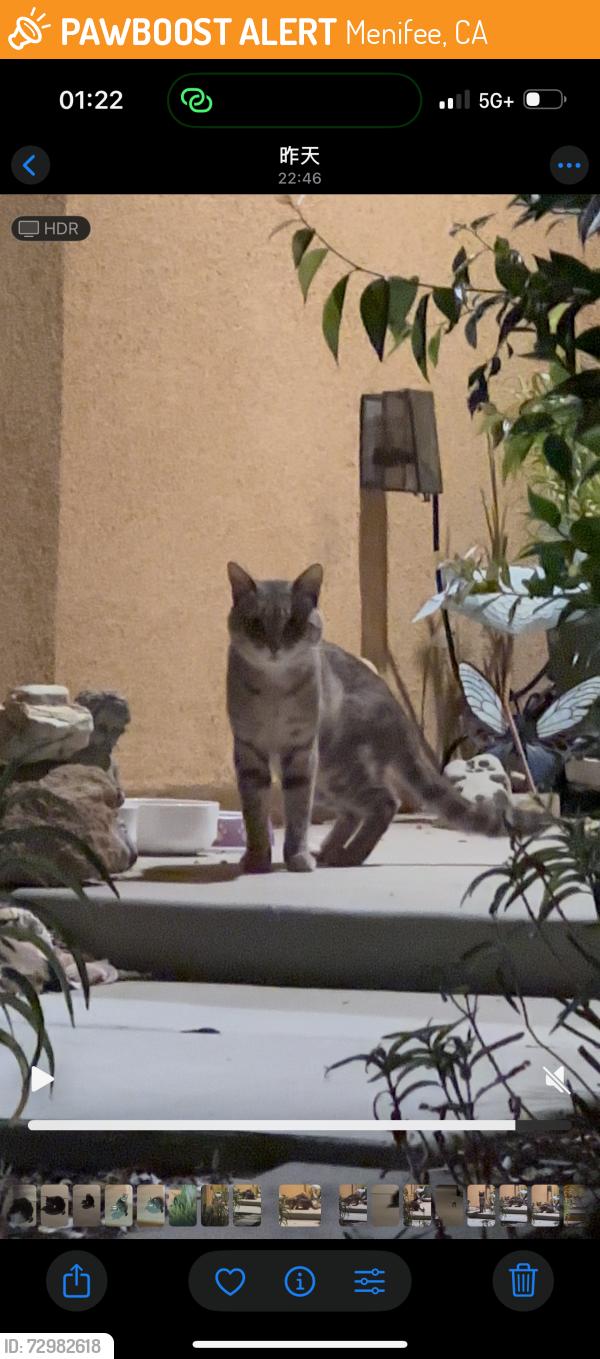 Found/Stray Unknown Cat last seen Saddle Ranch Place and Sabaton Circle, Menifee, CA 92587