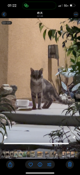 Found/Stray Unknown Cat last seen Saddle Ranch Place and Sabaton Circle, Menifee, CA 92587