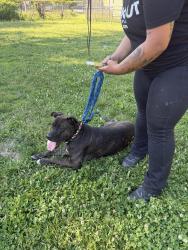 Reunited Unknown Dog last seen Bynoe Park on Dubois and Adams, Boston, MA 02119