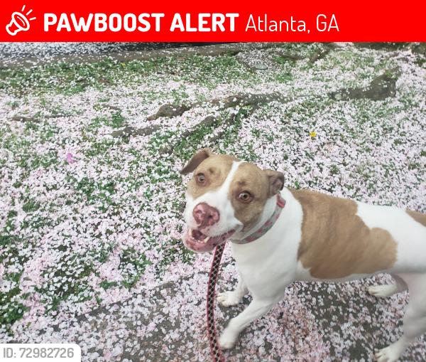 Lost Female Dog last seen Orme Park , Atlanta, GA 30306