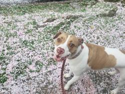 Lost Female Dog last seen Orme Park , Atlanta, GA 30306