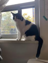 Lost Male Cat last seen Dufferin & King , Toronto, ON M6K 2G4