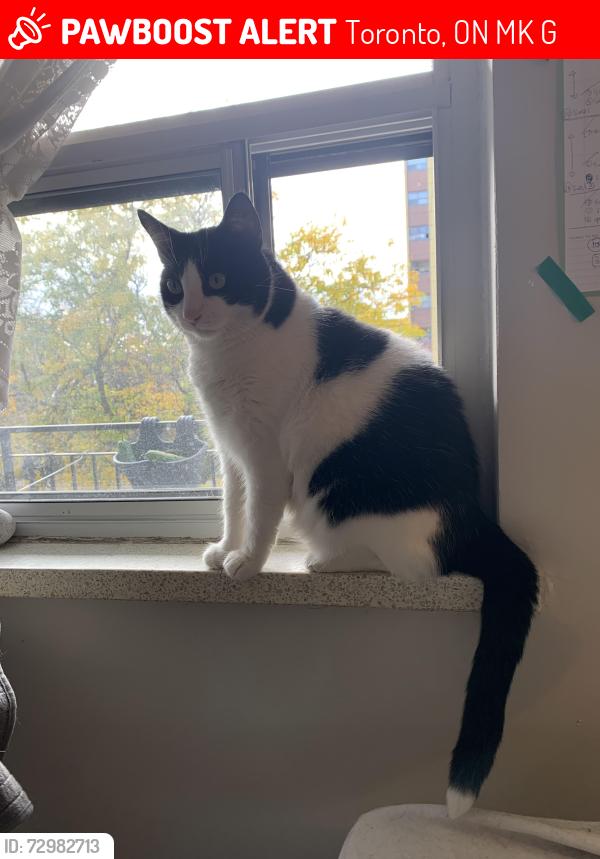 Lost Male Cat last seen Dufferin & King , Toronto, ON M6K 2G4