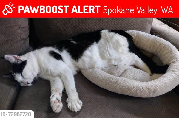 Lost Male Cat last seen East 25th Ave and Vercler St , Spokane Valley, WA 99216