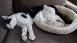 Lost Male Cat last seen East 25th Ave and Vercler St , Spokane Valley, WA 99216