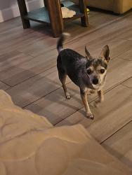 Lost Female Dog last seen Radio road, Leesburg, FL 34788