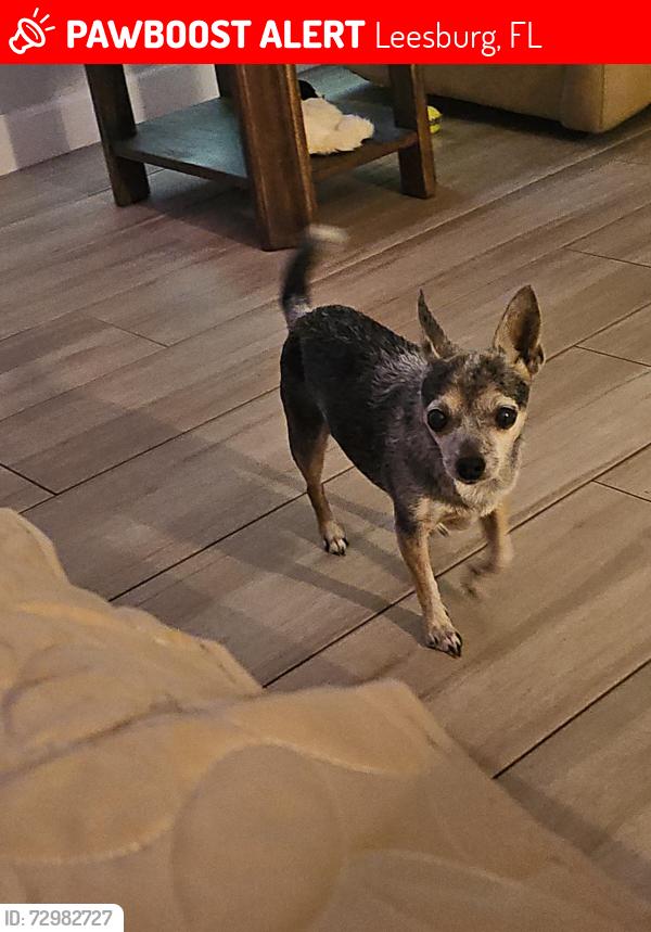 Lost Female Dog last seen Radio road, Leesburg, FL 34788