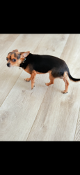 Lost Male Dog last seen Near s 6515 w west valley , West Valley City, UT 84128