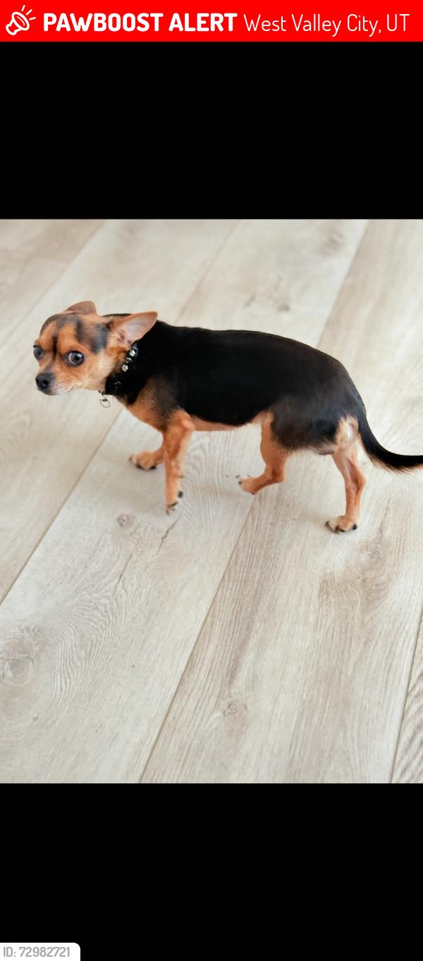 Lost Male Dog last seen Near s 6515 w west valley , West Valley City, UT 84128