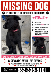 Lost Female Dog last seen McCart and Seminary, Fort Worth, TX 76115