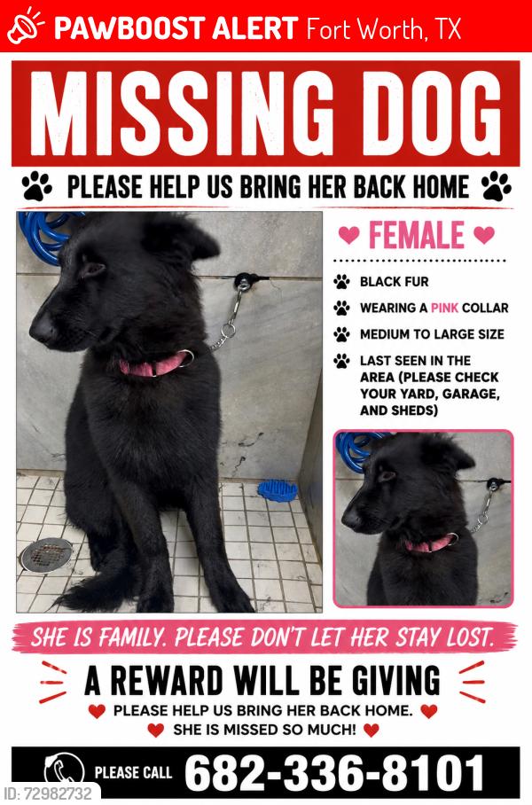 Lost Female Dog last seen McCart and Seminary, Fort Worth, TX 76115