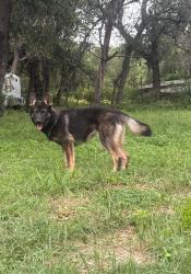 Lost Female Dog last seen Vista Ridge, Leander, TX 78641