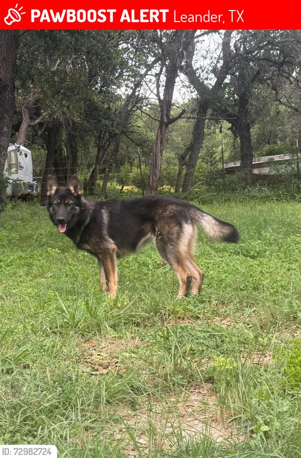 Lost Female Dog last seen Vista Ridge, Leander, TX 78641