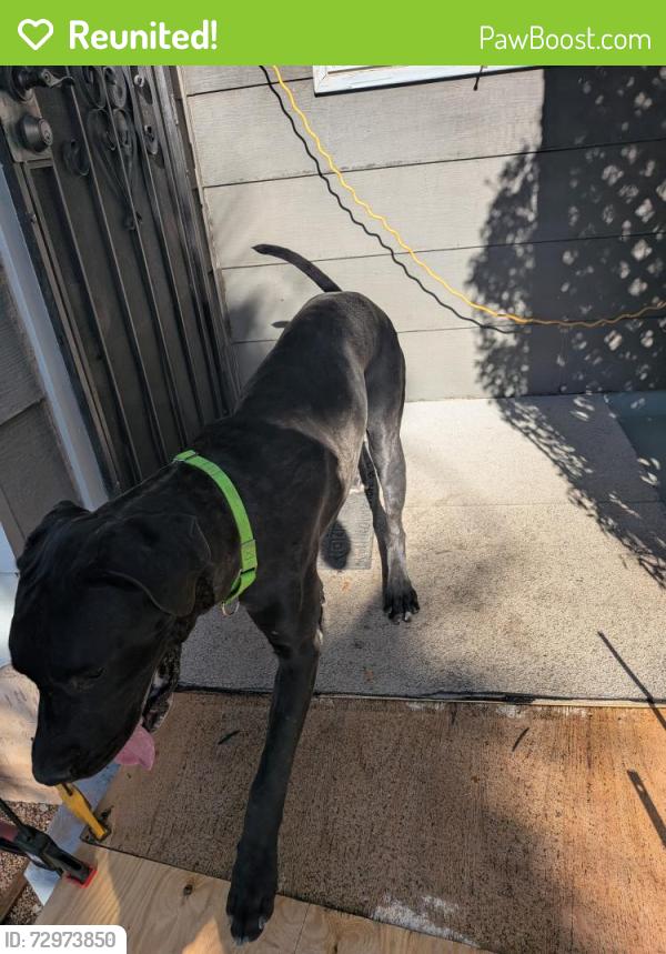 Reunited Male Dog last seen Dream/Melody, Tucson, AZ 85756