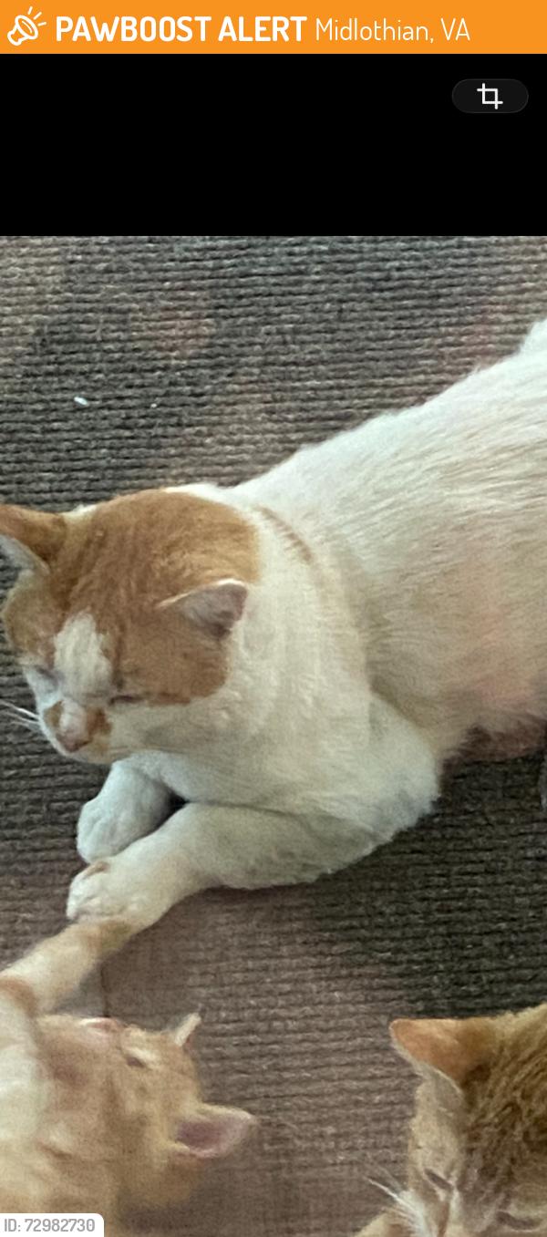 Found/Stray Male Cat last seen Warminster Dr. Midlothian VA, Midlothian, VA 23113