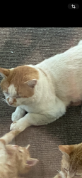Found/Stray Male Cat last seen Warminster Dr. Midlothian VA, Midlothian, VA 23113