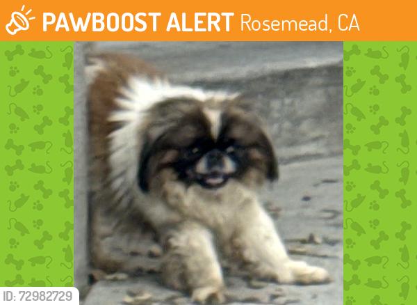 Found/Stray Unknown Dog last seen encinita ave, Rosemead, CA 91770