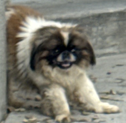 Found/Stray Unknown Dog last seen encinita ave, Rosemead, CA 91770