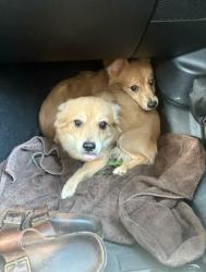 Found/Stray Female Dog last seen Sabyan and Grantham, San Antonio, TX 78218